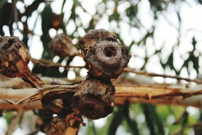 Close-up of rusty metal on branch