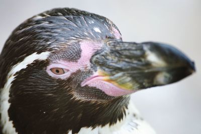 Close-up of bird