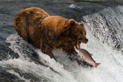 High angle view of bear in river