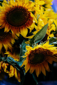 Close-up of yellow flowering plant