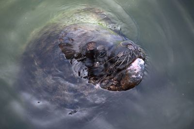 High angle view of dog swimming in lake