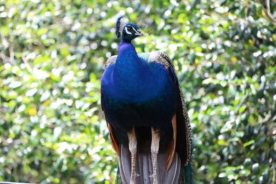 Close-up of peacock perching on tree