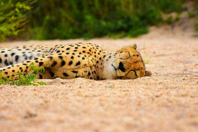 Cheetah sleeping on ground