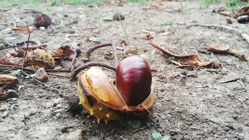Close-up of fruits