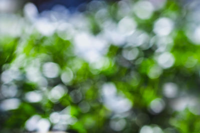 Defocused image of plants