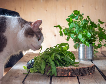 Fresh bunches of greens , arugula and mint. fluffy cat tastes arugula lying on a wooden cut