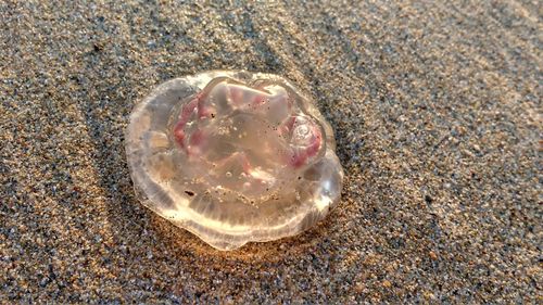 Close-up of jellyfish on beach