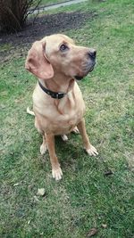 Close-up of dog on field