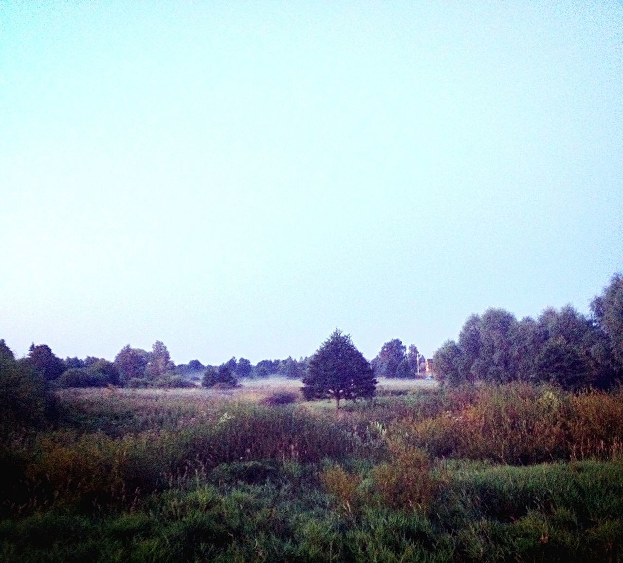 clear sky, copy space, field, tranquil scene, landscape, tranquility, grass, beauty in nature, scenics, nature, growth, tree, plant, blue, non-urban scene, day, flower, outdoors, no people, rural scene