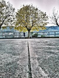 Trees in city against sky