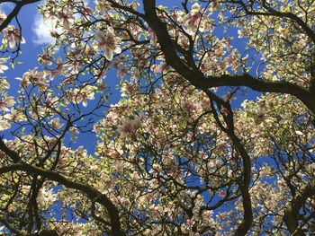 Low angle view of tree against sky