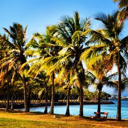 Palm trees on beach