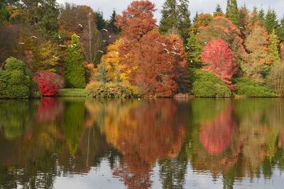 Scenic view of lake by trees during autumn