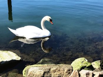 Swan swimming on lake