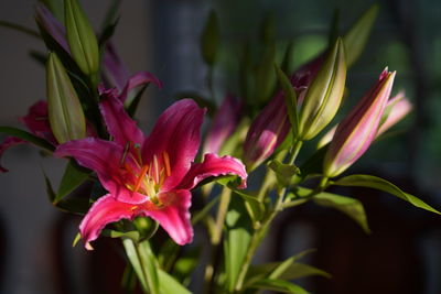 Close-up of pink flowering plant