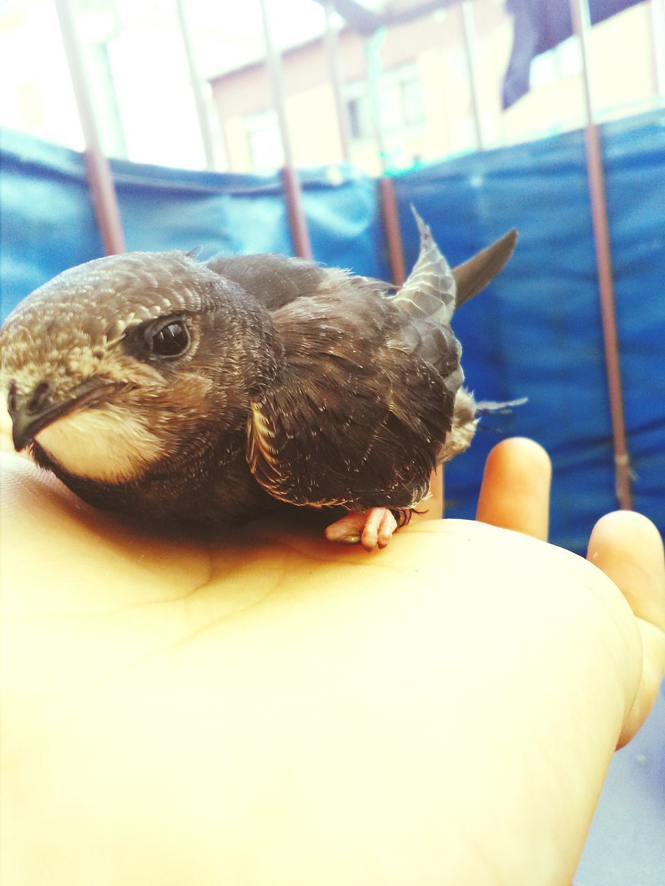 animal themes, one animal, animals in the wild, bird, animal wildlife, close-up, human hand, young bird, young animal, day, domestic animals, human body part, perching, nature, outdoors, pets, one person, mammal