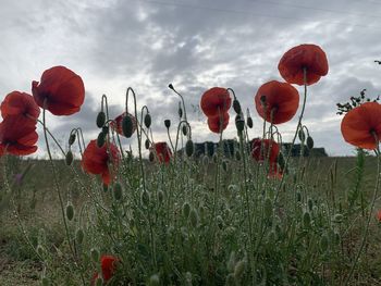 Red poppies on field against sky