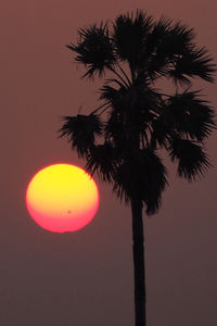 Low angle view of palm trees at sunset