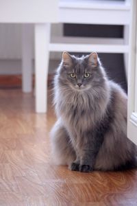 Portrait of cat sitting on wooden floor at home