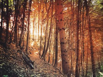 Trees in forest