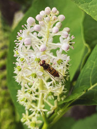 Close-up of bee pollinating on flower