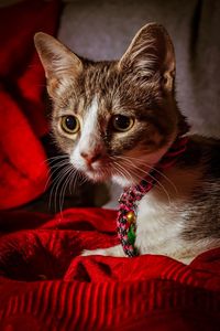 Close-up portrait of a cat looking away