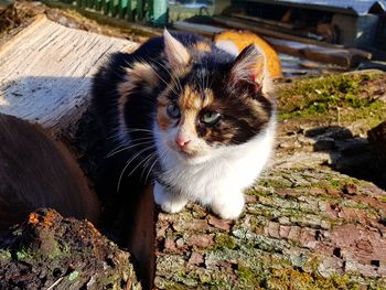 Close-up portrait of cat