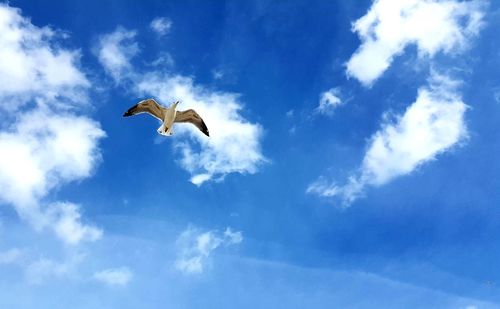 Low angle view of seagulls flying against sky