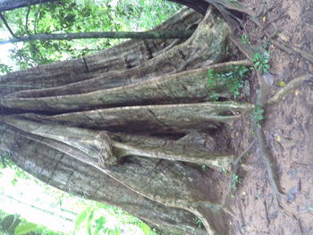 Close-up of tree trunk in forest