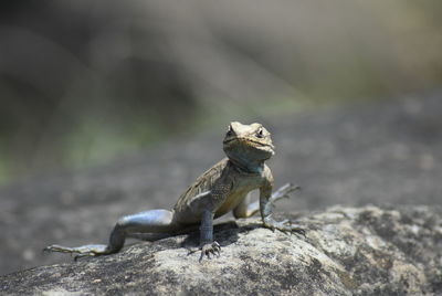 Close-up of a lizard on rock