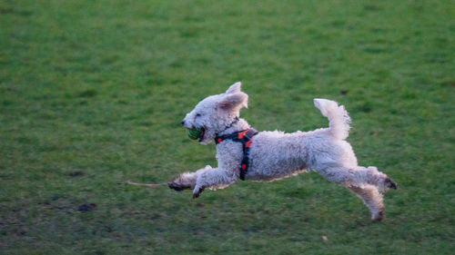 Full length of a dog running on field