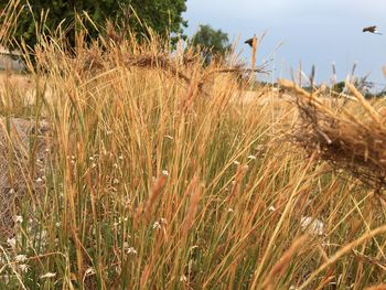 Close-up of crops on field against sky