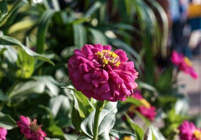 Close-up of pink flower