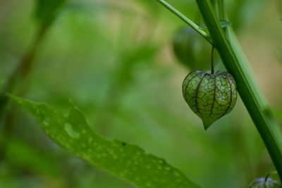 Close-up of seed pod on plant