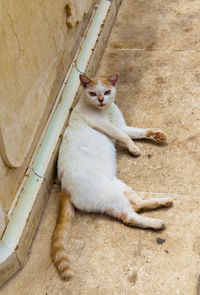 High angle view of white cat lying down