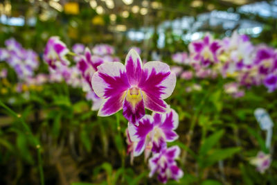 Close-up of purple flowering plant