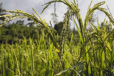 Close-up of stalks in field