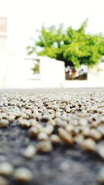 Close-up of stones on table