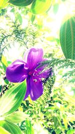 Close-up of purple flowers