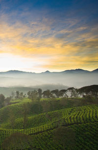 Scenic view of agricultural field against sky during sunset