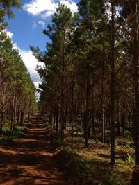 Trees in forest