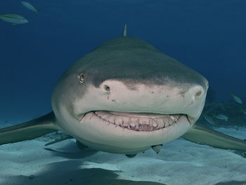 Lemon shark swimming in sea
