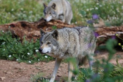 Close-up of alert wolves on field in forest