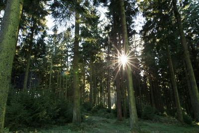 Sun streaming through trees in forest