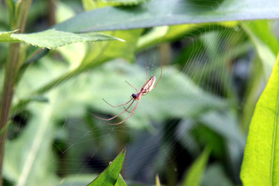 Close-up of spider on web