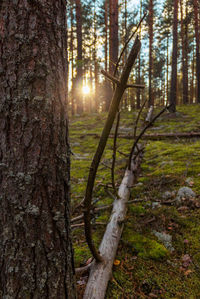 View of trees in forest