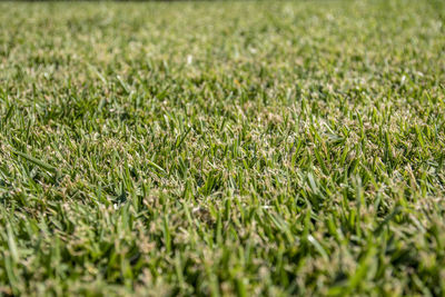 Full frame shot of grassy field