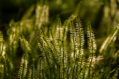 Close-up of pine tree