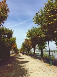Trees in autumn against sky