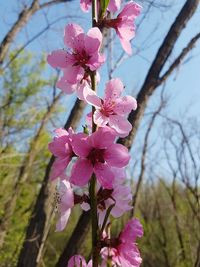 Close-up of pink flowers on branch